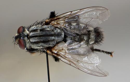 Réf. 221 453 : Sarcophaga hirticrus